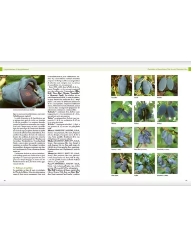 Encyclopédie des fruitiers sauvages...