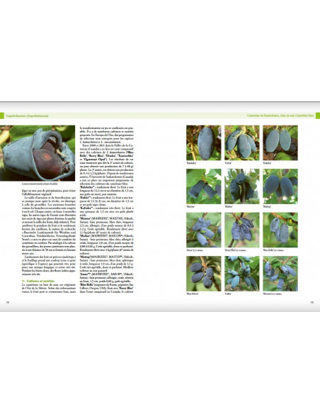 Encyclopédie des fruitiers sauvages ou méconnus