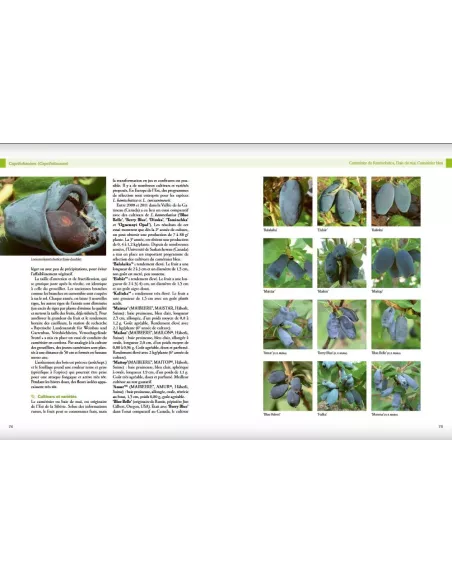 Encyclopédie des fruitiers sauvages ou méconnus