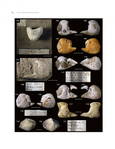 Fossil Decapod Crustacea in the historical collections