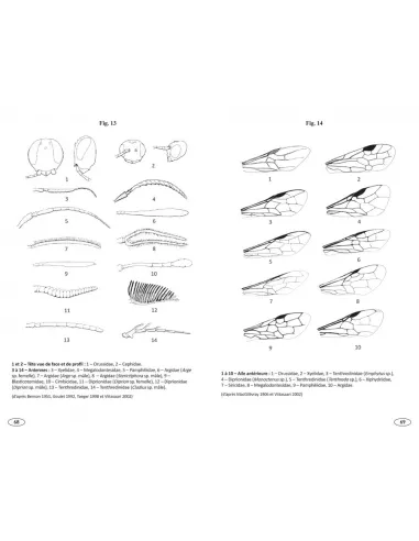 Symphytes d'Europe - Hyménoptères d'Europe 2
