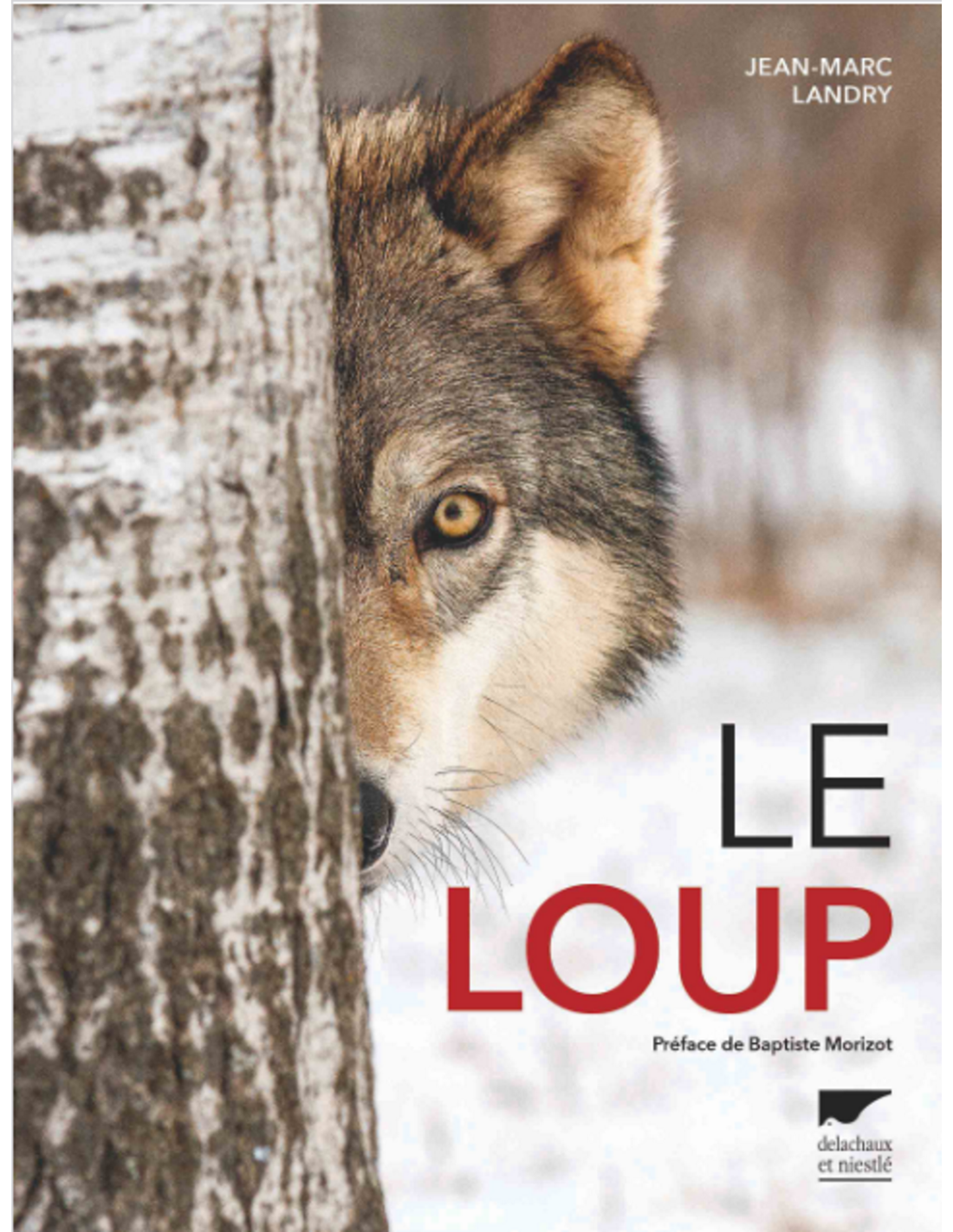 Le Loup - Jean-Marc Landry - Le Club Biotope