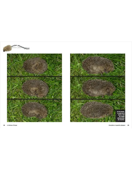 Le hérisson d'Europe