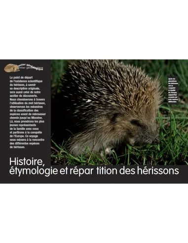 Le hérisson d'Europe