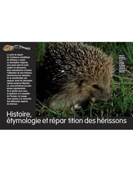 Le hérisson d'Europe