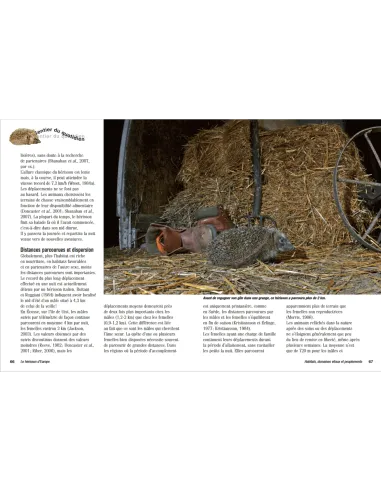 Le hérisson d'Europe