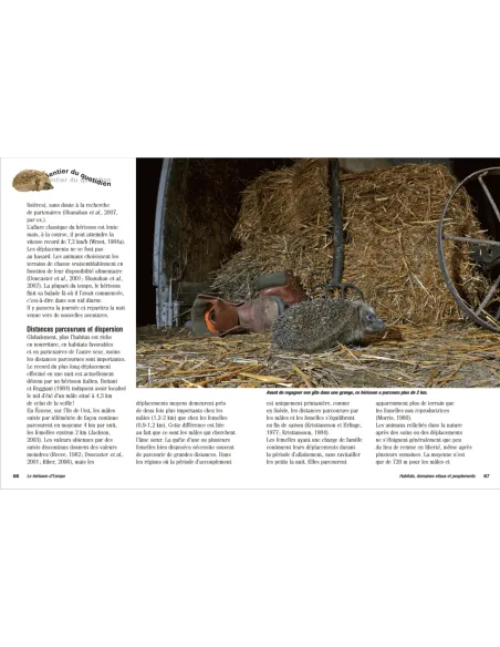 Le hérisson d'Europe - Description, comportement, vie sociale, mythologie, comportement