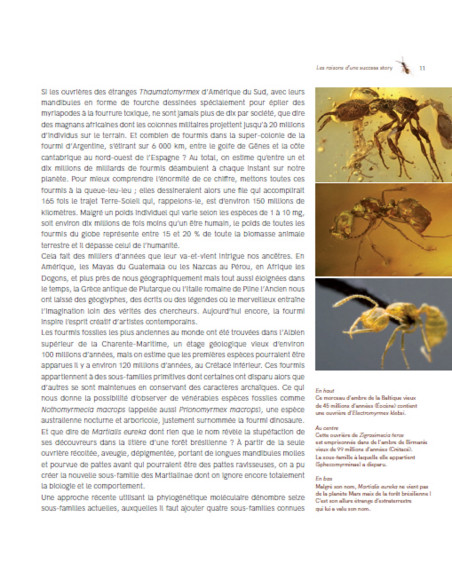 Formidables fourmis !