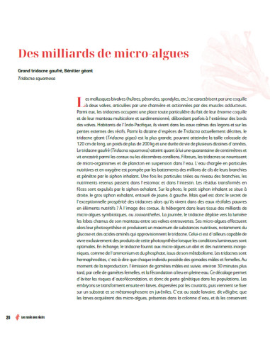 Les rusés des récifs