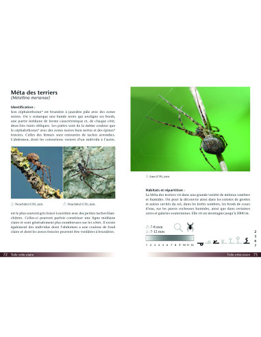Araignées, guide de terrain
