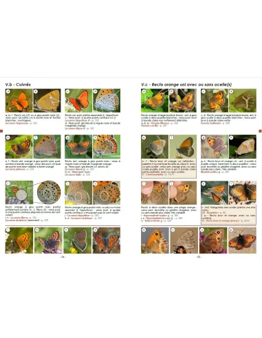 Guide photographique des papillons de...