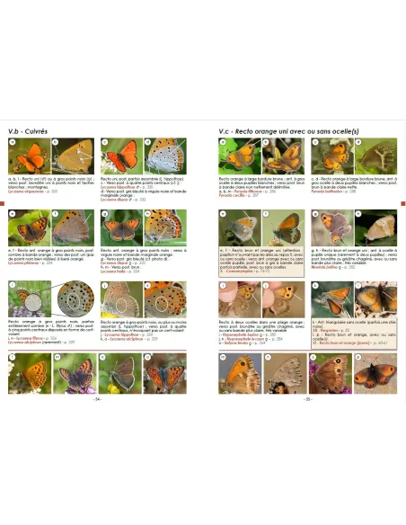 Guide photographique des papillons de jour et zygènes de France