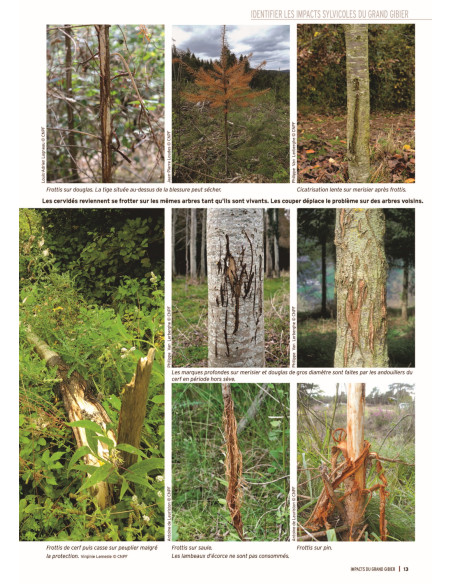 Impacts du grand gibier - Comment les identifier,  les quantifier, les limiter - 2ème édition