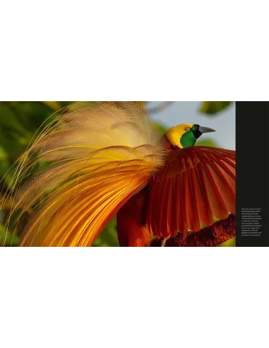 Alfred Russel Wallace, l'archipel malais - Berceau de l'orang-outan et de l'oiseau de paradis