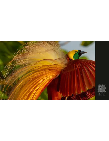 Alfred Russel Wallace, l'archipel malais - Berceau de l'orang-outan et de l'oiseau de paradis