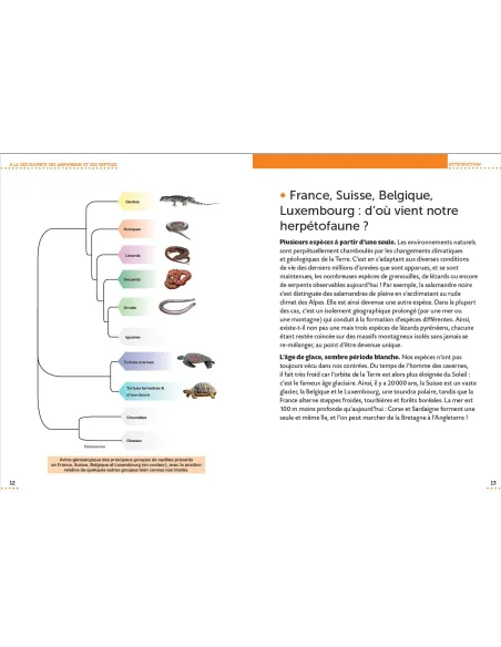 Le petit guide herpéto - Observer et identifier reptiles et amphibiens