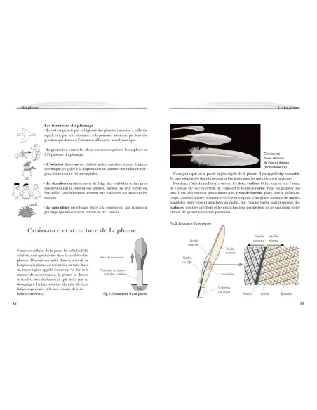 Reconnaître facilement les plumes