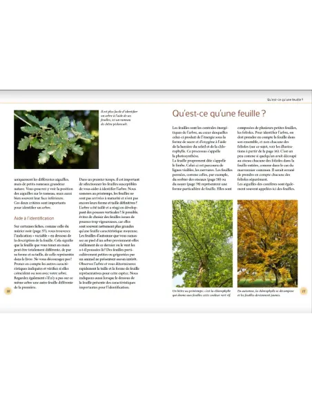 Reconnaître facilement les arbres par leurs feuilles