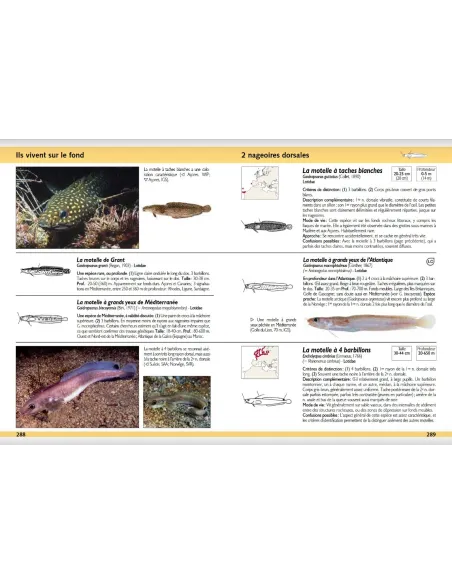 Guide d'identification des poissons marins - Europe et Méditerranée