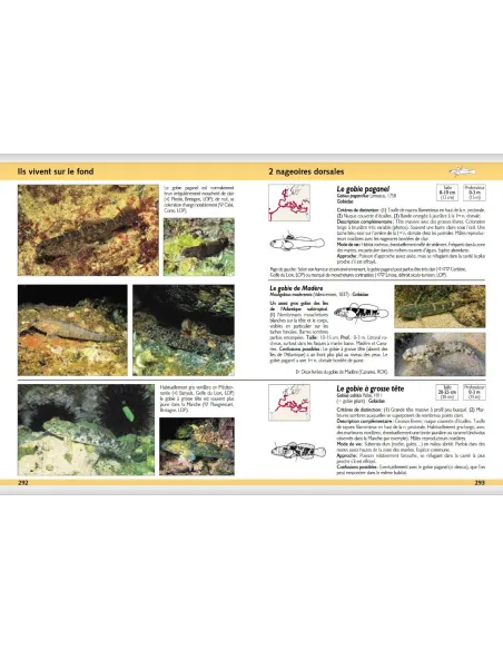 Guide d'identification des poissons marins - Europe et Méditerranée