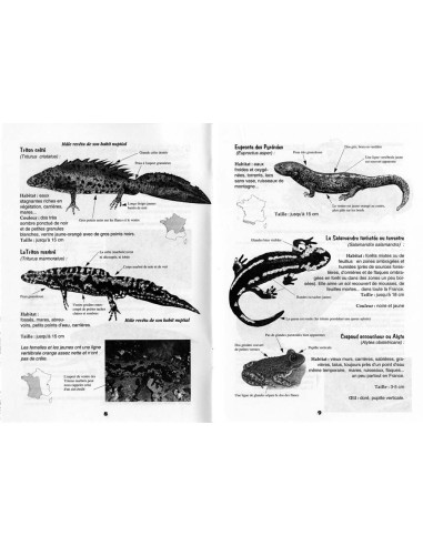 A la rencontre des amphibiens