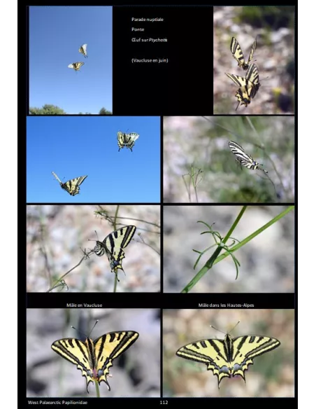 Les Papilionidae Ouest Palaéarctiques - 27 espèces dans la nature