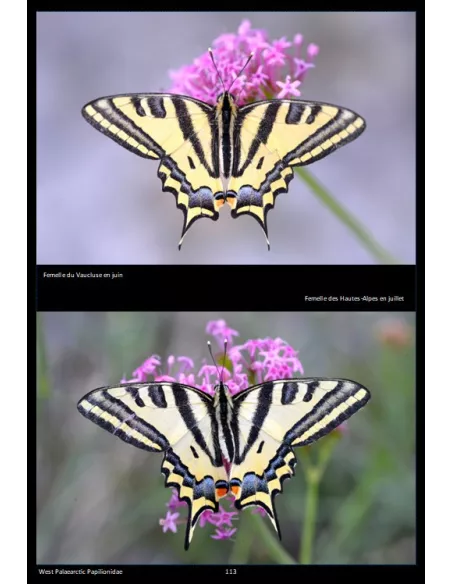 West Palaearctic Papilionidae - 27 sp. in natura