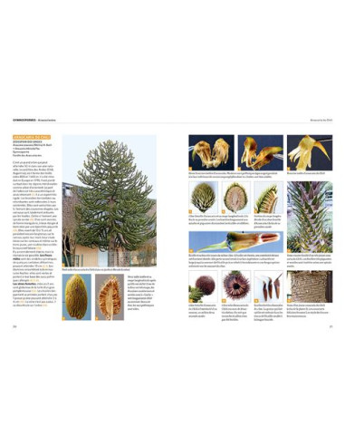 Dictionnaire visuel des arbres et arbustes communs - Nouvelle édition