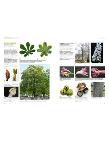 Dictionnaire visuel des arbres et arbustes communs - Nouvelle édition