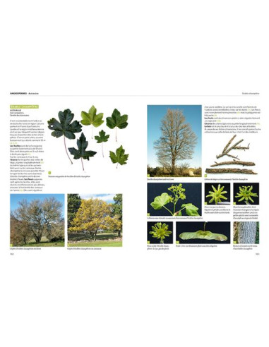 Dictionnaire visuel des arbres et arbustes communs - Nouvelle édition