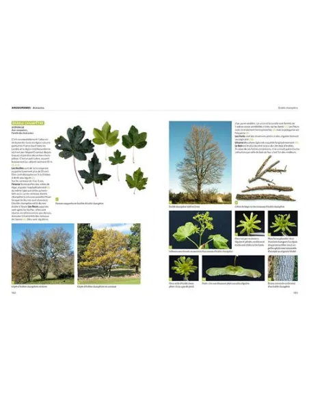 Dictionnaire visuel des arbres et arbustes communs - Nouvelle édition