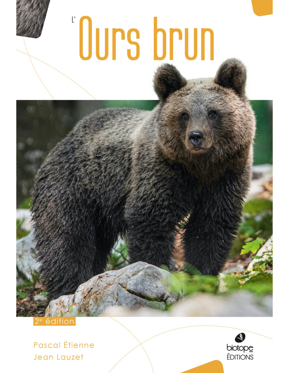 ours brun - LAROUSSE
