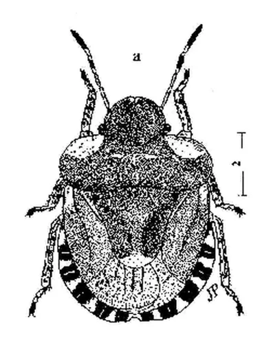 Hémiptères Pentatomoidea volume 1