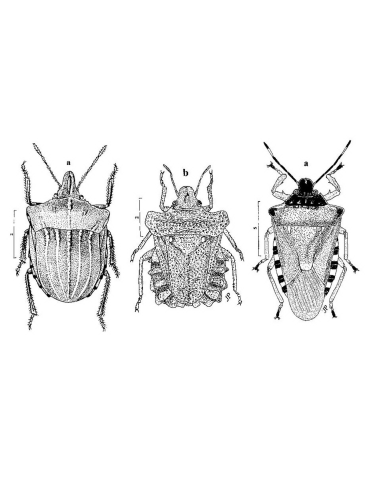Hémiptères Pentatomoidea Euro-Méditerranéens (Volume 3)