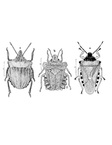 Hémiptères Pentatomoidea Euro-Méditerranéens (Volume 3)