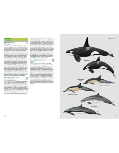 Birds and Mammals of the Galapagos