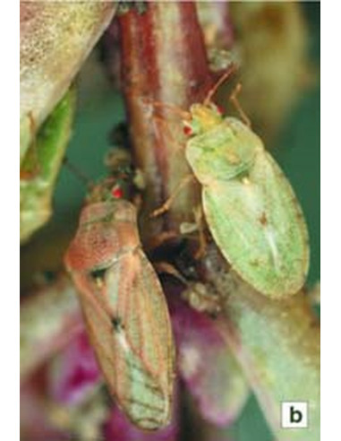 Hémiptères Aradidae, Piesmatidae et Dipsocoromorphes