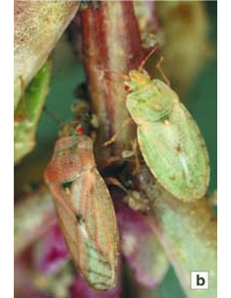 Hémiptères Aradidae, Piesmatidae et Dipsocoromorphes