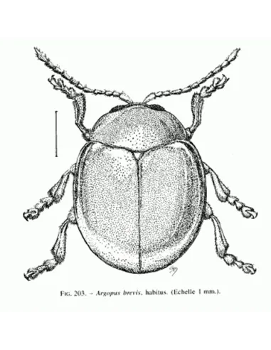Coléoptères Chrysomelidae. Volume 2 : Alticinae