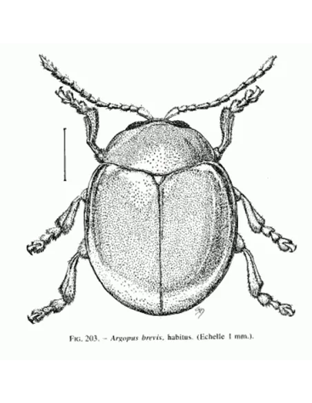Coléoptères Chrysomelidae. Volume 2 : Alticinae
