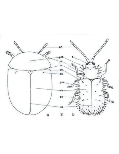 Coléoptères Chrysomelidae. Volume 3 :...