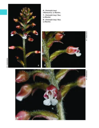 Flore des Mascareignes - 170 orchidées