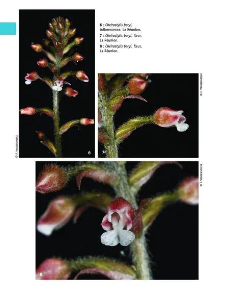 Flore des Mascareignes - 170 orchidées