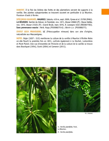 Flore des Mascareignes - 170 orchidées