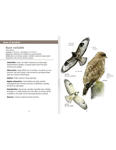 Les petits livres de la nature - Rapaces