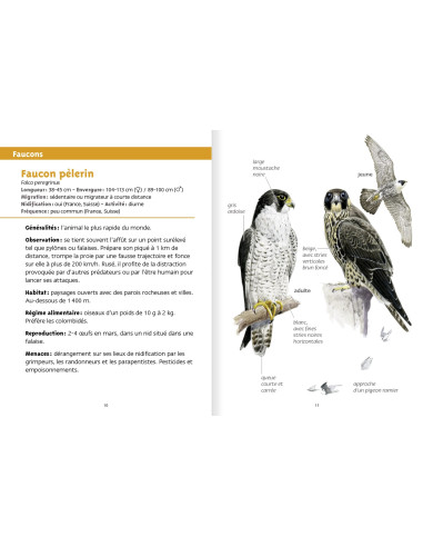 Les petits livres de la nature - Rapaces