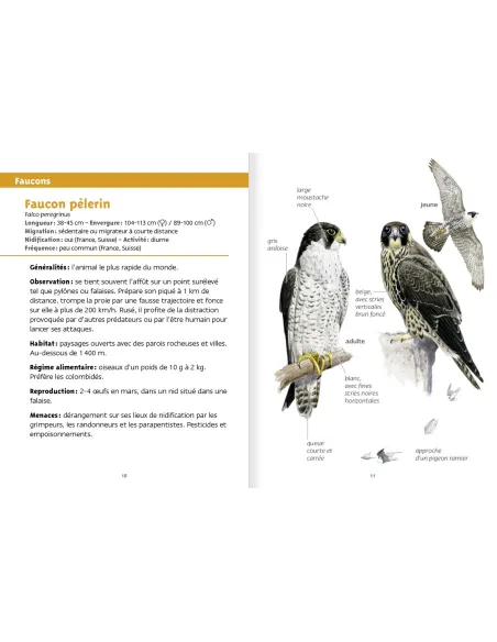 Les petits livres de la nature - Rapaces