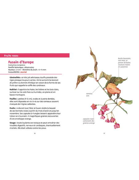 Les petits livres de la nature - Baies et petits fruits