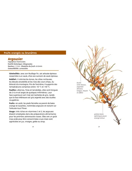 Les petits livres de la nature - Baies et petits fruits