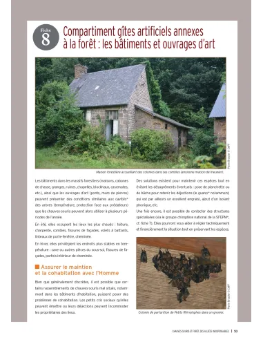 Chauves-souris et forêt